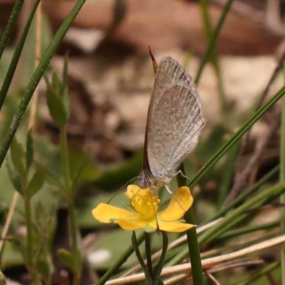 Zizina otis (Common Grass-Blue) at Gundary, NSW - 12 Nov 2023 by ConBoekel