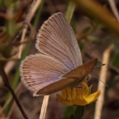 Zizina otis at Pomaderris Nature Reserve - 12 Nov 2023