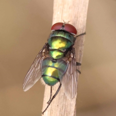 Chrysomya sp. (genus) (A green/blue blowfly) at Pomaderris Nature Reserve - 12 Nov 2023 by ConBoekel