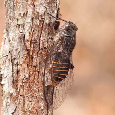 Pauropsalta mneme (Alarm Clock Squawker) at Pomaderris Nature Reserve - 12 Nov 2023 by ConBoekel