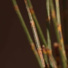 Allocasuarina littoralis (Black She-oak) at Gundary, NSW - 19 Nov 2023 by ConBoekel