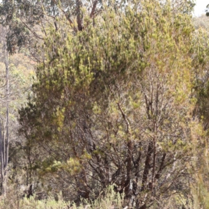 Allocasuarina littoralis at Pomaderris Nature Reserve - 19 Nov 2023