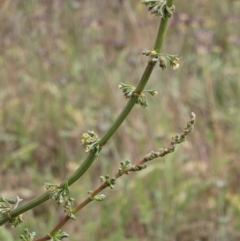 Rumex brownii (Slender Dock) at Belconnen, ACT - 13 Nov 2023 by sangio7