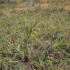 Rumex brownii at The Pinnacle - 14 Nov 2023