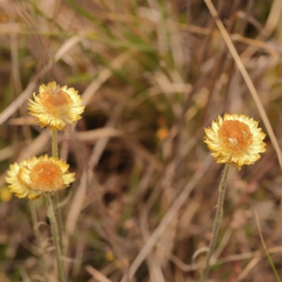 Coronidium scorpioides (Button Everlasting) at Gundary, NSW - 12 Nov 2023 by ConBoekel