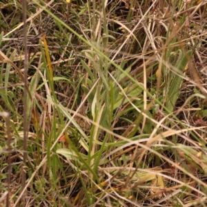 Coronidium scorpioides at Pomaderris Nature Reserve - 12 Nov 2023 12:55 PM