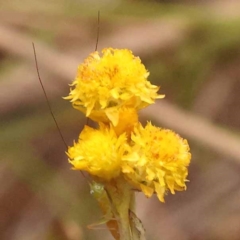 Chrysocephalum apiculatum (Common Everlasting) at Pomaderris Nature Reserve - 12 Nov 2023 by ConBoekel