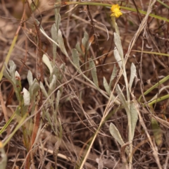 Chrysocephalum apiculatum at Pomaderris Nature Reserve - 12 Nov 2023