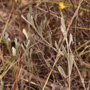 Chrysocephalum apiculatum at Pomaderris Nature Reserve - 12 Nov 2023