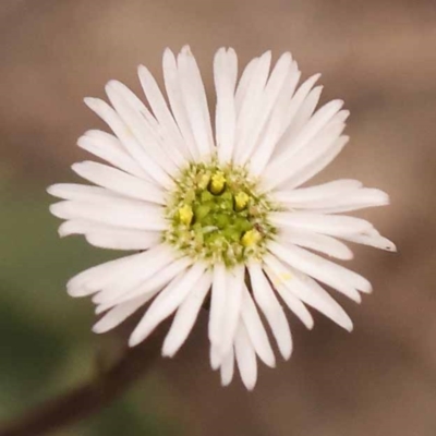 Lagenophora stipitata (Common Lagenophora) at Pomaderris Nature Reserve - 12 Nov 2023 by ConBoekel