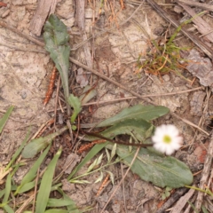 Lagenophora stipitata at Pomaderris Nature Reserve - 12 Nov 2023 12:24 PM