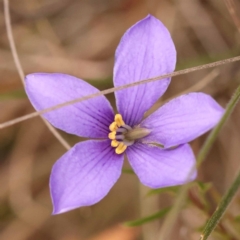 Cheiranthera linearis (Finger Flower) at Pomaderris Nature Reserve - 12 Nov 2023 by ConBoekel