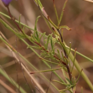 Cheiranthera linearis at Pomaderris Nature Reserve - 12 Nov 2023 12:50 PM