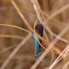 Pollanisus (genus) (A Forester Moth) at Pomaderris Nature Reserve - 12 Nov 2023 by ConBoekel