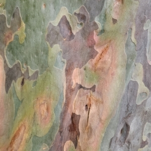 Corymbia maculata at Nelson, NSW - 16 Nov 2023