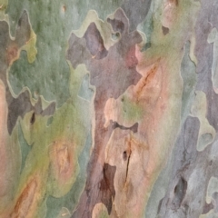Corymbia maculata at Nelson, NSW - 16 Nov 2023