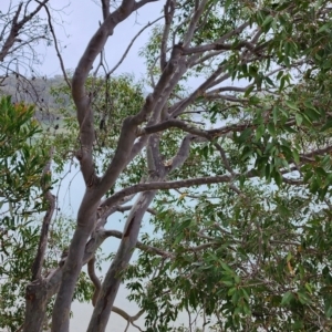 Corymbia maculata at Nelson, NSW - 16 Nov 2023