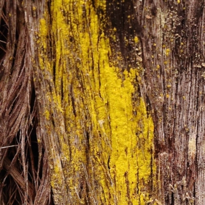 Chrysothrix sp. (genus) (A gold dust lichen) at Pomaderris Nature Reserve - 12 Nov 2023 by ConBoekel