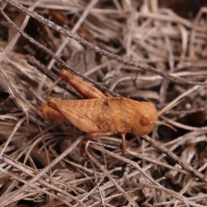 Oedaleus australis at Pomaderris Nature Reserve - 12 Nov 2023