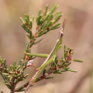 Heide sp. (genus) at Pomaderris Nature Reserve - 12 Nov 2023