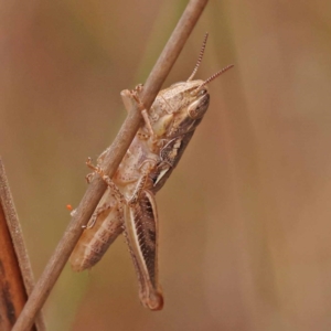 Praxibulus sp. (genus) at Pomaderris Nature Reserve - 12 Nov 2023 12:32 PM