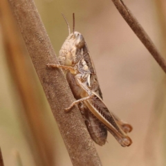 Praxibulus sp. (genus) at Pomaderris Nature Reserve - 12 Nov 2023 12:32 PM