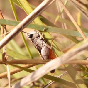 Cryptobothrus chrysophorus at Pomaderris Nature Reserve - 12 Nov 2023