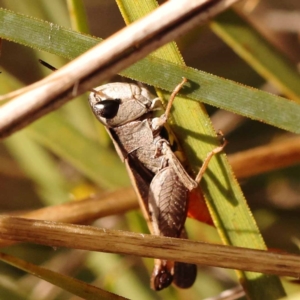 Cryptobothrus chrysophorus at Pomaderris Nature Reserve - 12 Nov 2023 11:58 AM