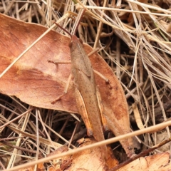 Goniaea australasiae (Gumleaf grasshopper) at Gundary, NSW - 12 Nov 2023 by ConBoekel