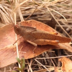 Goniaea australasiae at Pomaderris Nature Reserve - 12 Nov 2023