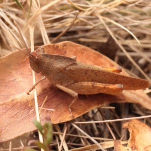 Goniaea australasiae at Pomaderris Nature Reserve - 12 Nov 2023 11:52 AM