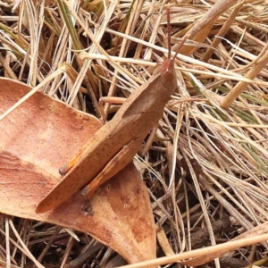 Goniaea australasiae at Pomaderris Nature Reserve - 12 Nov 2023 11:52 AM