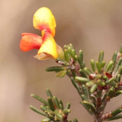 Dillwynia sericea (Egg And Bacon Peas) at Pomaderris Nature Reserve - 12 Nov 2023 by ConBoekel