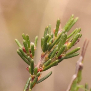 Dillwynia sericea at Pomaderris Nature Reserve - 12 Nov 2023