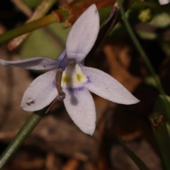 Isotoma fluviatilis subsp. australis (Swamp Isotome) at Gundary, NSW - 12 Nov 2023 by ConBoekel