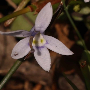 Isotoma fluviatilis subsp. australis at Pomaderris Nature Reserve - 12 Nov 2023