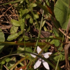 Isotoma fluviatilis subsp. australis at Pomaderris Nature Reserve - 12 Nov 2023