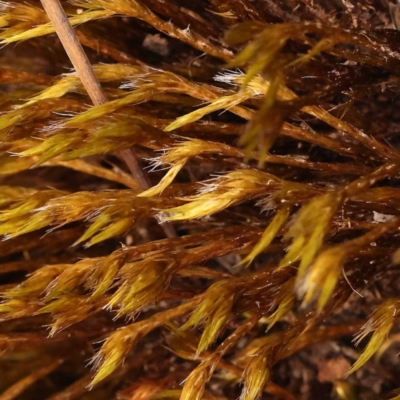 Unidentified Moss, Liverwort or Hornwort at Gundary, NSW - 12 Nov 2023 by ConBoekel