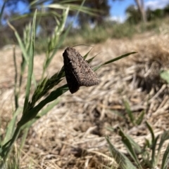 Heliothis punctifera (Lesser Budworm) at Mount Majura - 15 Nov 2023 by waltraud