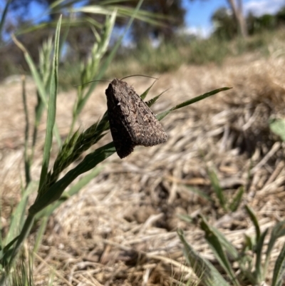 Heliothis punctifera (Lesser Budworm) at Mount Majura - 15 Nov 2023 by waltraud