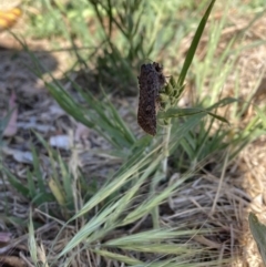 Heliothis punctifera at Mount Majura - 15 Nov 2023 05:13 PM