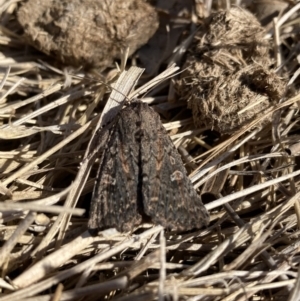 Heliothis punctifera at Mount Majura - 15 Nov 2023 05:13 PM