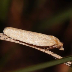 Epiphyas caryotis (A Tortricid moth) at Pomaderris Nature Reserve - 12 Nov 2023 by ConBoekel
