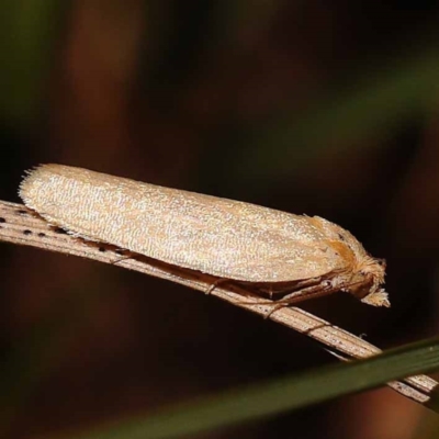 Epiphyas caryotis (A Tortricid moth) at Pomaderris Nature Reserve - 12 Nov 2023 by ConBoekel