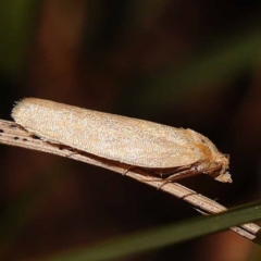 Unidentified Moth (Lepidoptera) at Gundary, NSW - 12 Nov 2023 by ConBoekel