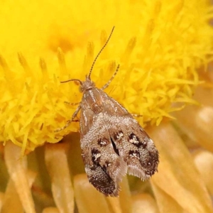 Tebenna micalis at Pomaderris Nature Reserve - 12 Nov 2023 12:46 PM