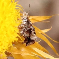 Tebenna micalis at Pomaderris Nature Reserve - 12 Nov 2023 12:46 PM