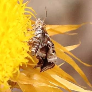 Tebenna micalis at Pomaderris Nature Reserve - 12 Nov 2023 12:46 PM