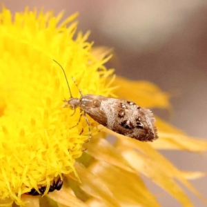 Tebenna micalis at Pomaderris Nature Reserve - 12 Nov 2023 12:46 PM