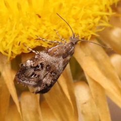 Tebenna micalis at Pomaderris Nature Reserve - 12 Nov 2023 12:46 PM